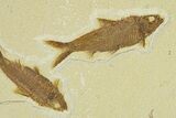 Fossil Fish (Knightia) Mortality Plate - Wyoming #295612-3